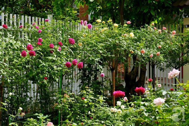 Vườn hồng 70m² đua nhau tỏa hương, khoe sắc của nữ phó tổng giám đốc yêu hoa đất Cảng - Ảnh 6.