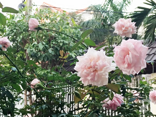 Vườn hồng 70m² đua nhau tỏa hương, khoe sắc của nữ phó tổng giám đốc yêu hoa đất Cảng - Ảnh 7.