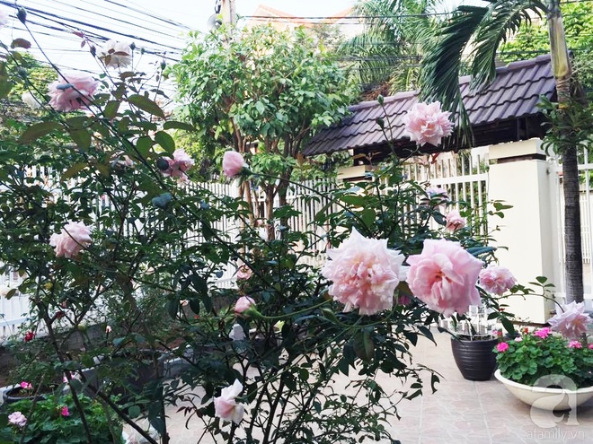 Vườn hồng 70m² đua nhau tỏa hương, khoe sắc của nữ phó tổng giám đốc yêu hoa đất Cảng - Ảnh 8.