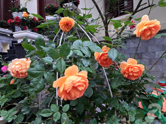 Vườn hồng 70m² đua nhau tỏa hương, khoe sắc của nữ phó tổng giám đốc yêu hoa đất Cảng - Ảnh 9.