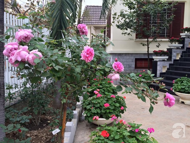 Vườn hồng 70m² đua nhau tỏa hương, khoe sắc của nữ phó tổng giám đốc yêu hoa đất Cảng - Ảnh 10.