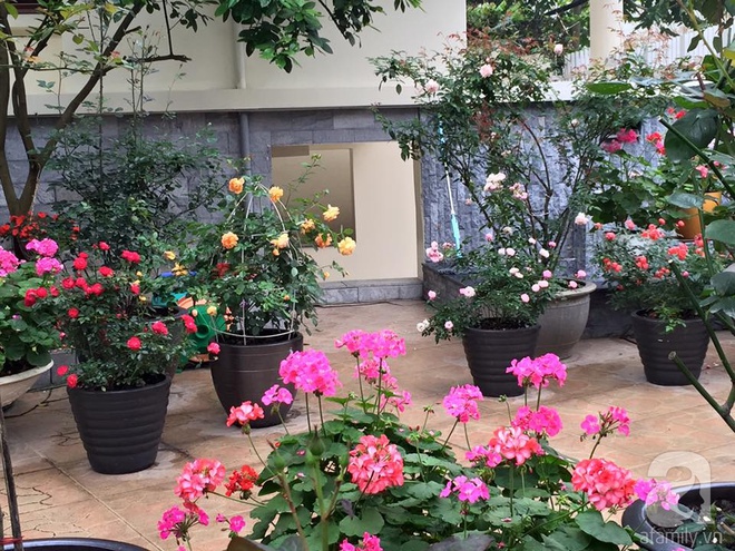 Vườn hồng 70m² đua nhau tỏa hương, khoe sắc của nữ phó tổng giám đốc yêu hoa đất Cảng - Ảnh 11.
