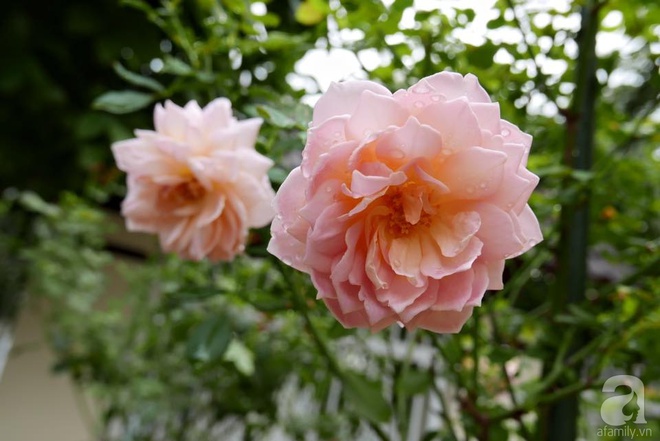 Vườn hồng 70m² đua nhau tỏa hương, khoe sắc của nữ phó tổng giám đốc yêu hoa đất Cảng - Ảnh 12.