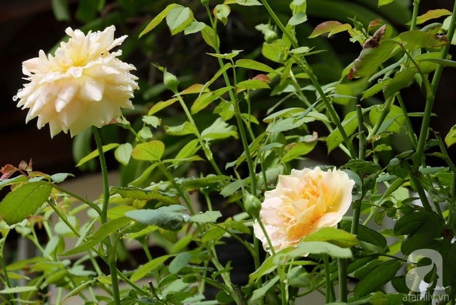 Vườn hồng 70m² đua nhau tỏa hương, khoe sắc của nữ phó tổng giám đốc yêu hoa đất Cảng - Ảnh 13.
