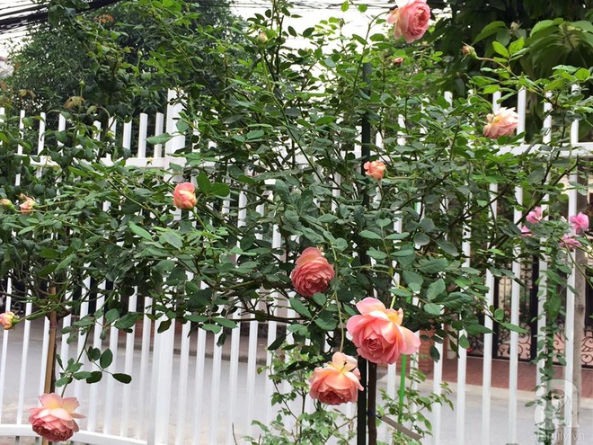 Vườn hồng 70m² đua nhau tỏa hương, khoe sắc của nữ phó tổng giám đốc yêu hoa đất Cảng - Ảnh 14.