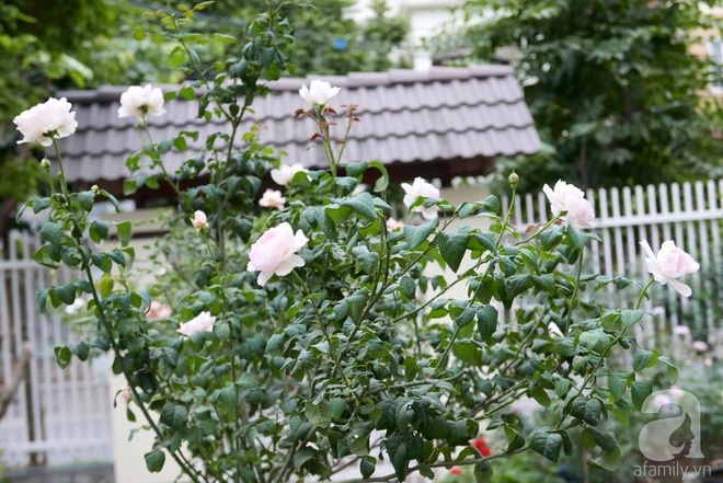 Vườn hồng 70m² đua nhau tỏa hương, khoe sắc của nữ phó tổng giám đốc yêu hoa đất Cảng - Ảnh 15.