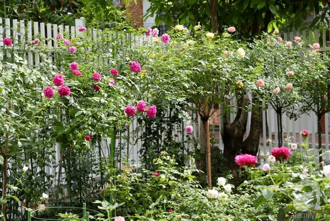 Vườn hồng 70m² đua nhau tỏa hương, khoe sắc của nữ phó tổng giám đốc yêu hoa đất Cảng - Ảnh 16.