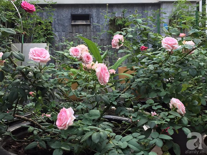 Vườn hồng 70m² đua nhau tỏa hương, khoe sắc của nữ phó tổng giám đốc yêu hoa đất Cảng - Ảnh 17.