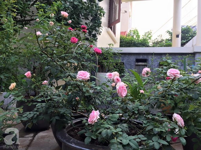 Vườn hồng 70m² đua nhau tỏa hương, khoe sắc của nữ phó tổng giám đốc yêu hoa đất Cảng - Ảnh 18.