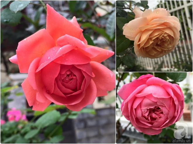 Vườn hồng 70m² đua nhau tỏa hương, khoe sắc của nữ phó tổng giám đốc yêu hoa đất Cảng - Ảnh 19.
