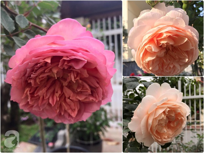 Vườn hồng 70m² đua nhau tỏa hương, khoe sắc của nữ phó tổng giám đốc yêu hoa đất Cảng - Ảnh 20.