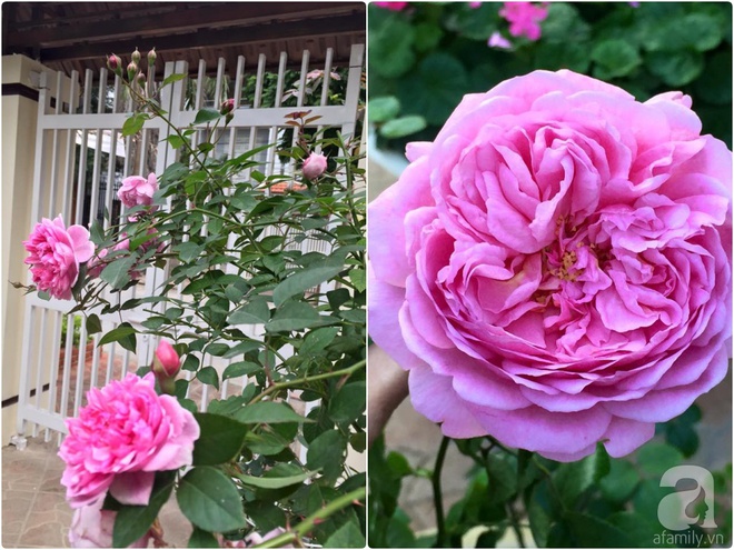 Vườn hồng 70m² đua nhau tỏa hương, khoe sắc của nữ phó tổng giám đốc yêu hoa đất Cảng - Ảnh 21.