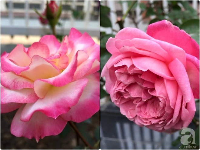 Vườn hồng 70m² đua nhau tỏa hương, khoe sắc của nữ phó tổng giám đốc yêu hoa đất Cảng - Ảnh 22.