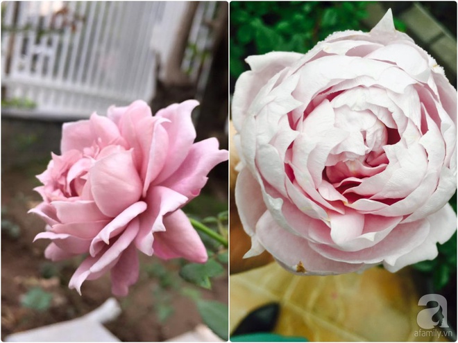 Vườn hồng 70m² đua nhau tỏa hương, khoe sắc của nữ phó tổng giám đốc yêu hoa đất Cảng - Ảnh 23.