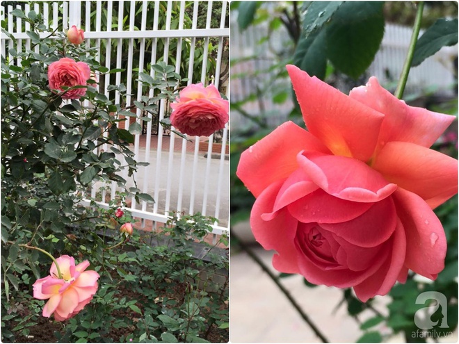 Vườn hồng 70m² đua nhau tỏa hương, khoe sắc của nữ phó tổng giám đốc yêu hoa đất Cảng - Ảnh 24.