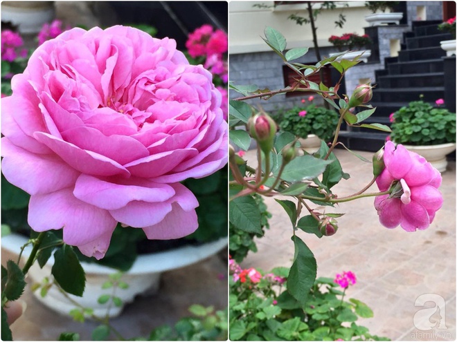 Vườn hồng 70m² đua nhau tỏa hương, khoe sắc của nữ phó tổng giám đốc yêu hoa đất Cảng - Ảnh 25.