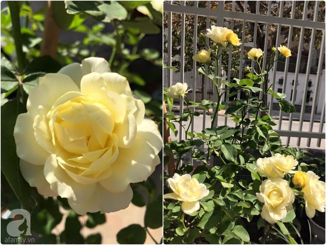 Vườn hồng 70m² đua nhau tỏa hương, khoe sắc của nữ phó tổng giám đốc yêu hoa đất Cảng - Ảnh 26.
