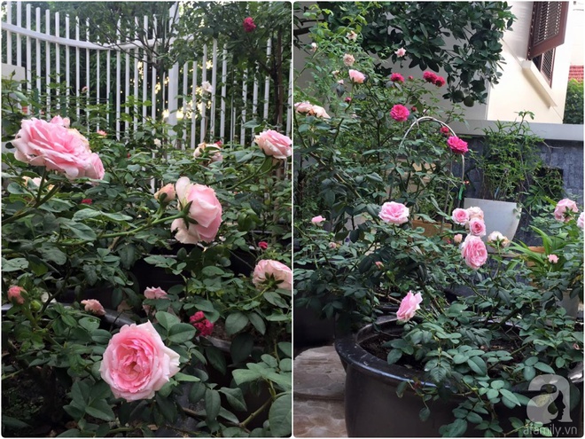 Vườn hồng 70m² đua nhau tỏa hương, khoe sắc của nữ phó tổng giám đốc yêu hoa đất Cảng - Ảnh 27.