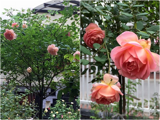 Vườn hồng 70m² đua nhau tỏa hương, khoe sắc của nữ phó tổng giám đốc yêu hoa đất Cảng - Ảnh 28.
