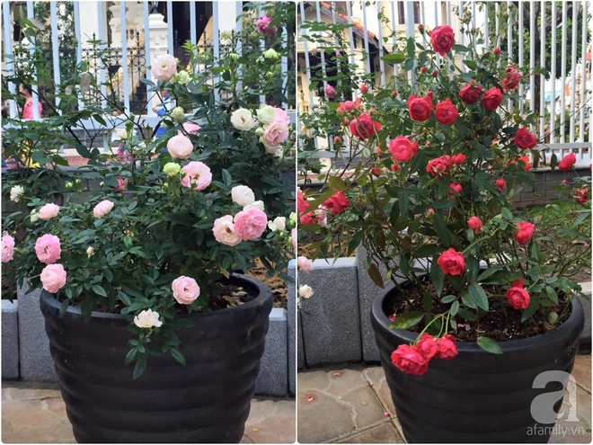 Vườn hồng 70m² đua nhau tỏa hương, khoe sắc của nữ phó tổng giám đốc yêu hoa đất Cảng - Ảnh 29.