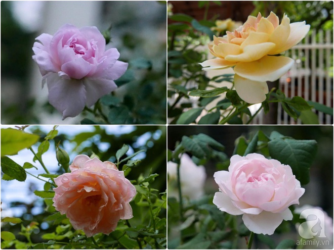 Vườn hồng 70m² đua nhau tỏa hương, khoe sắc của nữ phó tổng giám đốc yêu hoa đất Cảng - Ảnh 30.