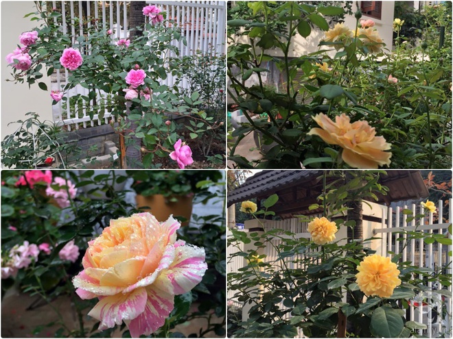 Vườn hồng 70m² đua nhau tỏa hương, khoe sắc của nữ phó tổng giám đốc yêu hoa đất Cảng - Ảnh 31.