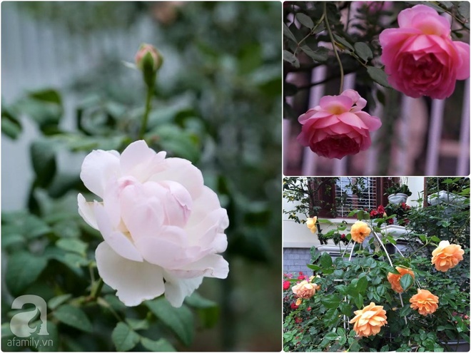 Vườn hồng 70m² đua nhau tỏa hương, khoe sắc của nữ phó tổng giám đốc yêu hoa đất Cảng - Ảnh 32.