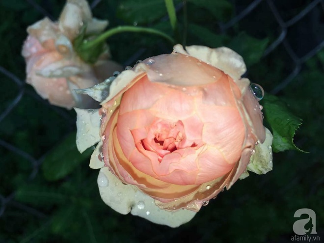 Khu vườn hoa hồng 2000 gốc gây thương nhớ cho bất cứ ai của chàng trai 9x ở Đồng Nai - Ảnh 9.