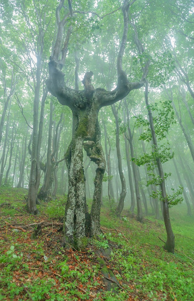 18 hình ảnh khiến bạn phải giật mình khi nhìn vào những cây cổ thụ - Ảnh 5.
