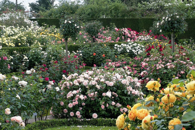 Khu vườn hoa hồng đẹp hơn cổ tích của người đàn ông được phong danh là Vĩ nhân hoa hồng của thế giới - Ảnh 6.