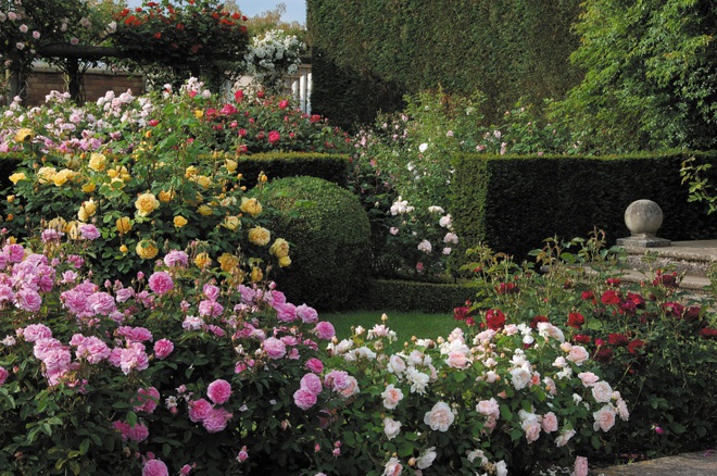 Khu vườn hoa hồng đẹp hơn cổ tích của người đàn ông được phong danh là Vĩ nhân hoa hồng của thế giới - Ảnh 13.