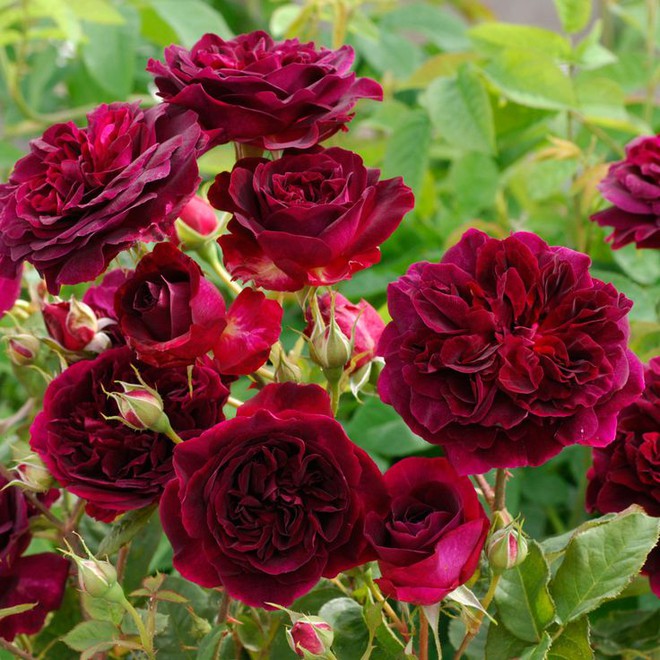 Khu vườn hoa hồng đẹp hơn cổ tích của người đàn ông được phong danh là Vĩ nhân hoa hồng của thế giới - Ảnh 18.