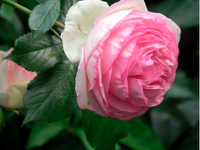 7 loài hoa hồng leo đẹp như những vũ công quyến rũ nên có mặt trong vườn của bạn - Ảnh 4.