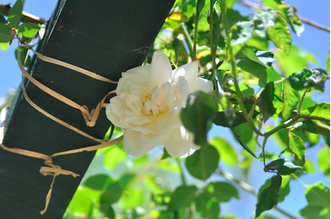 7 loài hoa hồng leo đẹp như những vũ công quyến rũ nên có mặt trong vườn của bạn - Ảnh 6.