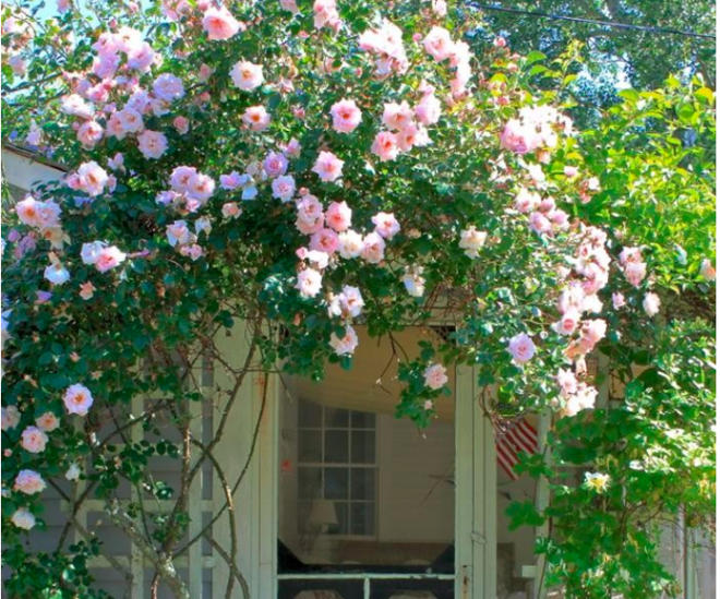 7 loài hoa hồng leo đẹp như những vũ công quyến rũ nên có mặt trong vườn của bạn - Ảnh 10.