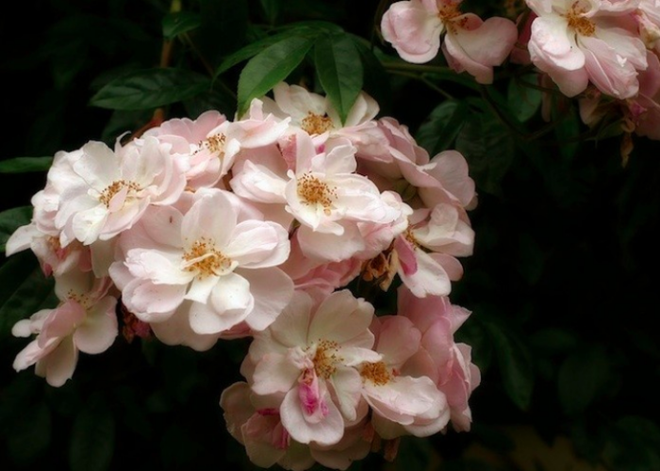 7 loài hoa hồng leo đẹp như những vũ công quyến rũ nên có mặt trong vườn của bạn - Ảnh 12.