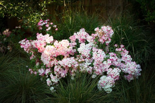 7 loài hoa hồng leo đẹp như những vũ công quyến rũ nên có mặt trong vườn của bạn - Ảnh 24.