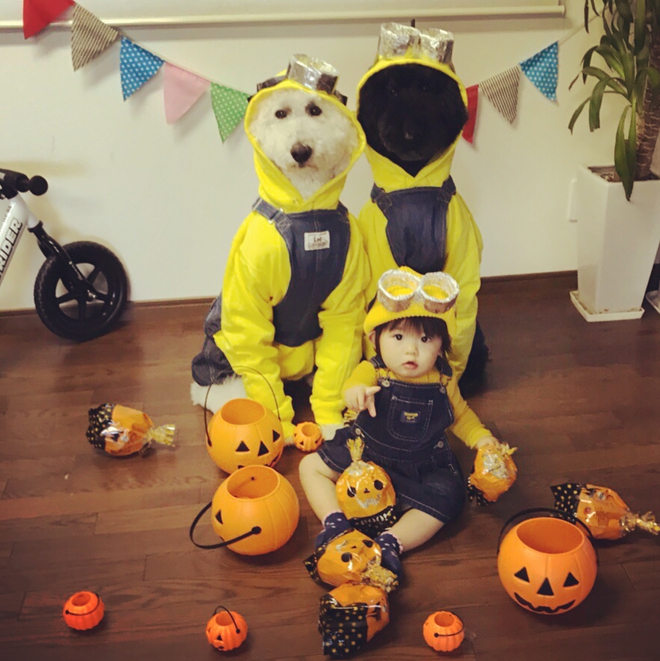 Loạt ảnh hóa trang Halloween hoành tráng nhất mạng xã hội của bé gái Nhật và những người bạn thú cưng - Ảnh 1.