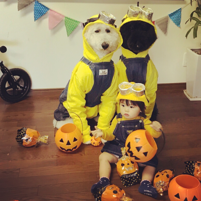 Loạt ảnh hóa trang Halloween hoành tráng nhất mạng xã hội của bé gái Nhật và những người bạn thú cưng - Ảnh 8.
