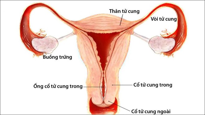 Có những điều bí ẩn trong quá trình mang thai chưa chắc mẹ bầu đã biết - Ảnh 1.