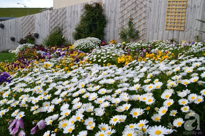 Người phụ nữ Việt tự tay biến khu vườn 700m² đầy cỏ dại thành một thảm hoa cúc dịu dàng - Ảnh 7.