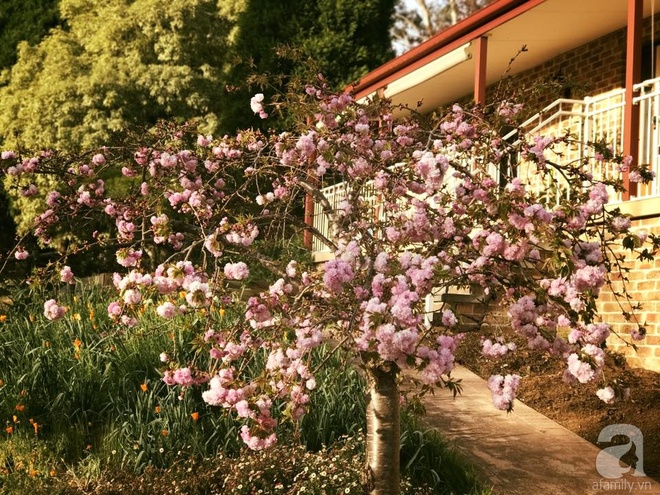 Nàng dâu Việt ở Úc tự tay cải tạo mảnh đất gần 2000m² thành khu vườn rực rỡ sắc hoa và rau quả - Ảnh 22.