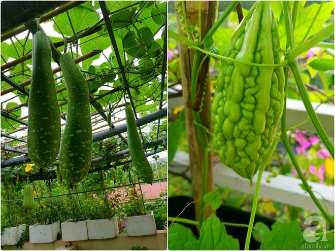 Mẹ đảm ở Hưng Yên biến sân thượng 40m² thành khu vườn xanh ngát, thu hoạch đến hàng chục cân rau củ sạch - Ảnh 10.