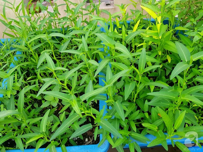 Mẹ đảm ở Hưng Yên biến sân thượng 40m² thành khu vườn xanh ngát, thu hoạch đến hàng chục cân rau củ sạch - Ảnh 18.