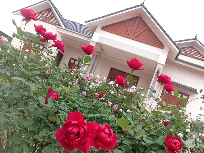 Ngất ngây trước ngôi nhà vườn trồng hàng nghìn gốc hồng nở hoa rực rỡ ở Ba Vì, Hà Nội - Ảnh 2.