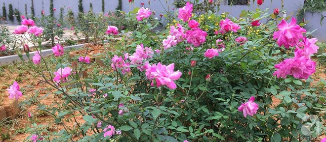 Ngất ngây trước ngôi nhà vườn trồng hàng nghìn gốc hồng nở hoa rực rỡ ở Ba Vì, Hà Nội - Ảnh 6.