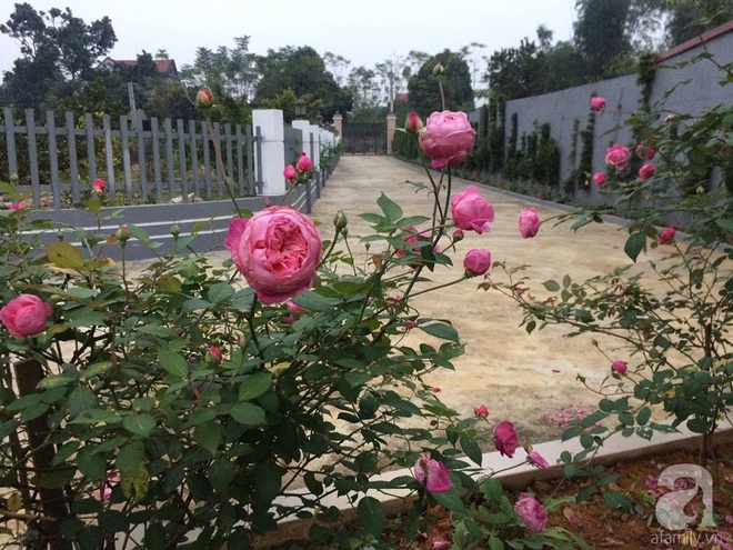 Ngất ngây trước ngôi nhà vườn trồng hàng nghìn gốc hồng nở hoa rực rỡ ở Ba Vì, Hà Nội - Ảnh 9.