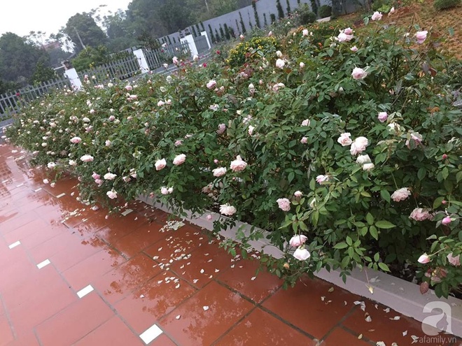 Ngất ngây trước ngôi nhà vườn trồng hàng nghìn gốc hồng nở hoa rực rỡ ở Ba Vì, Hà Nội - Ảnh 10.