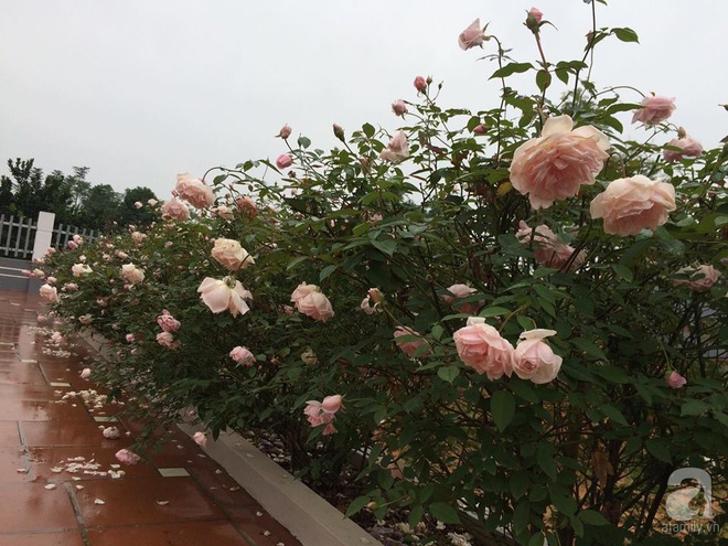 Ngất ngây trước ngôi nhà vườn trồng hàng nghìn gốc hồng nở hoa rực rỡ ở Ba Vì, Hà Nội - Ảnh 11.