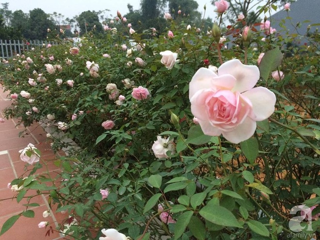 Ngất ngây trước ngôi nhà vườn trồng hàng nghìn gốc hồng nở hoa rực rỡ ở Ba Vì, Hà Nội - Ảnh 12.